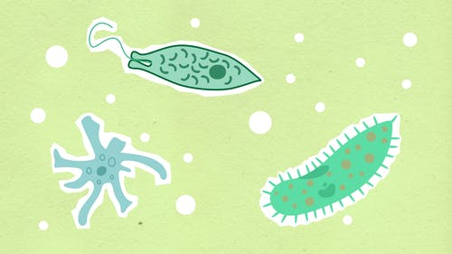 污水處理微生物反應(yīng)原理及影響因素！